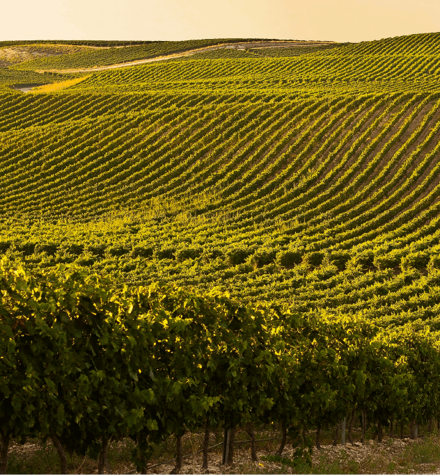 Bodegas Príncipe de Viana