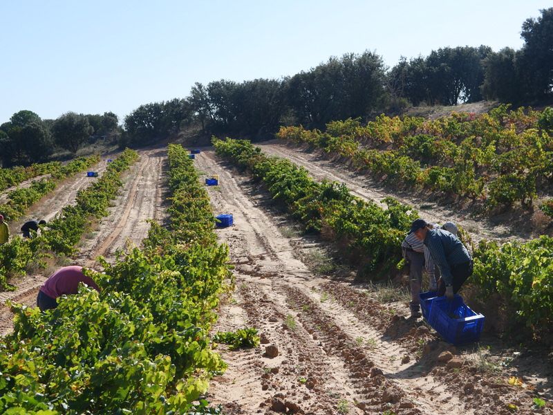 Bodegas Izquierdo, S.L.