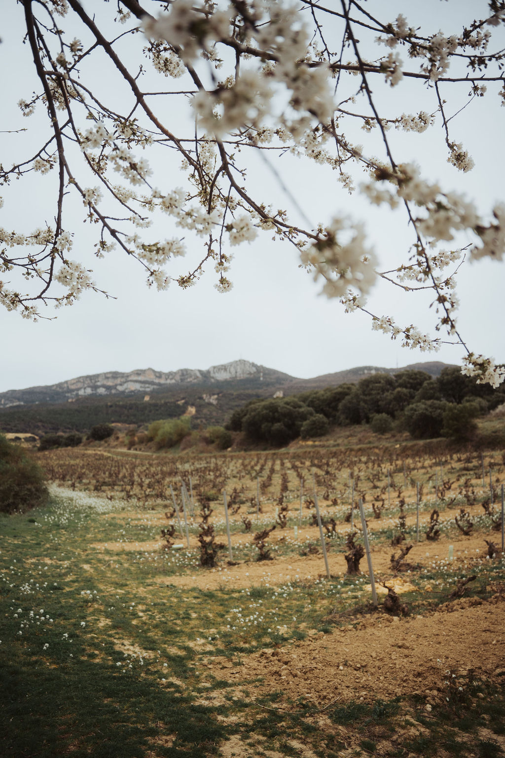 Alútiz Vinos - Bodegas Pascual Berganzo