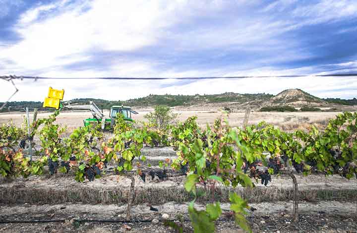 Bodega Edra