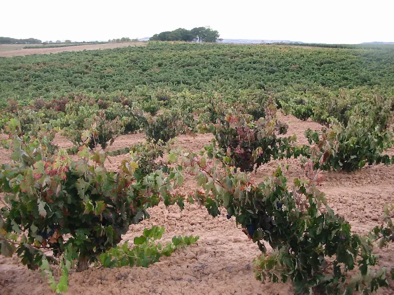 Bodegas y Viñedos Escudero S.L
