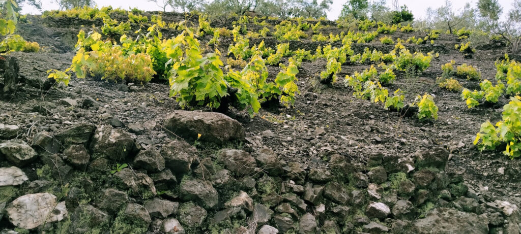Bodegas Almijara