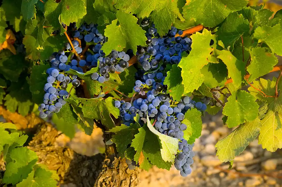 Bodegas Manzanos