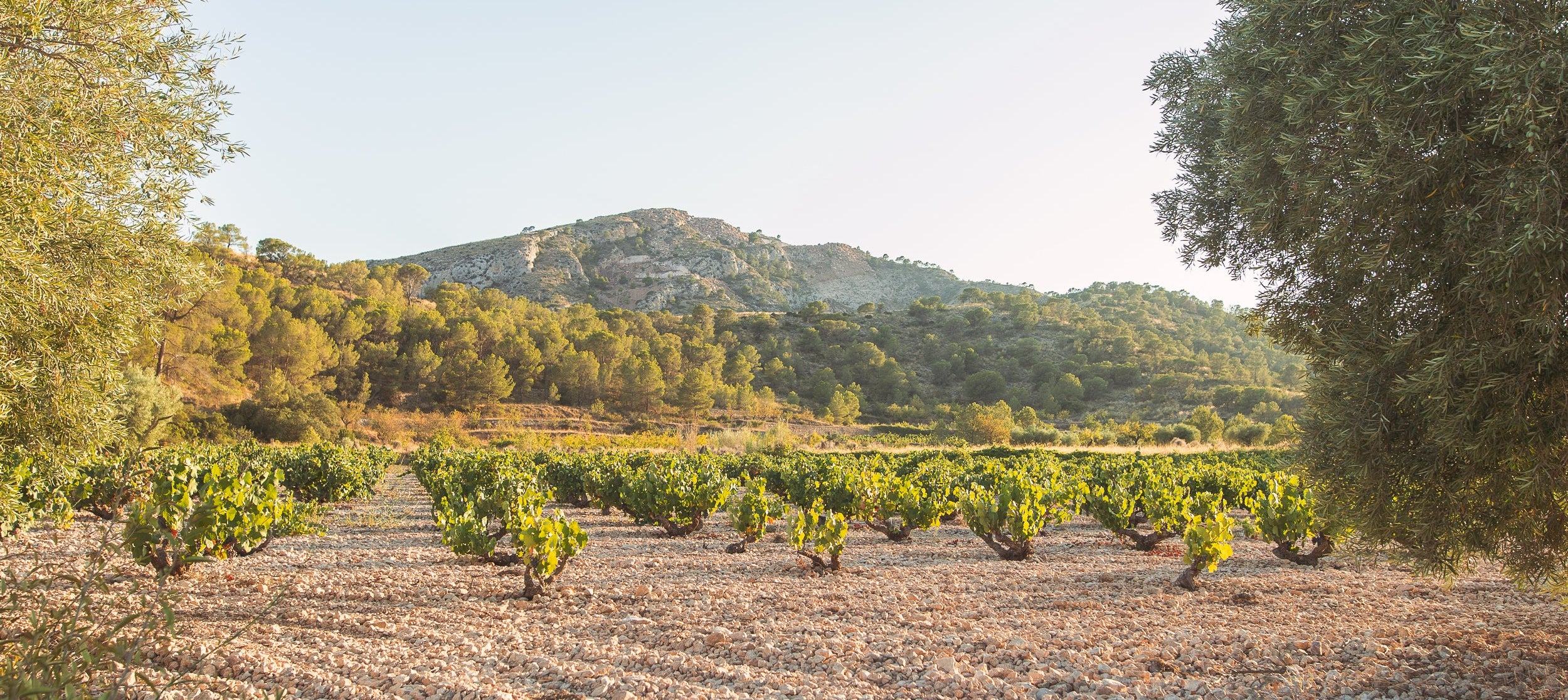 Bodegas y Viñedos El sequé