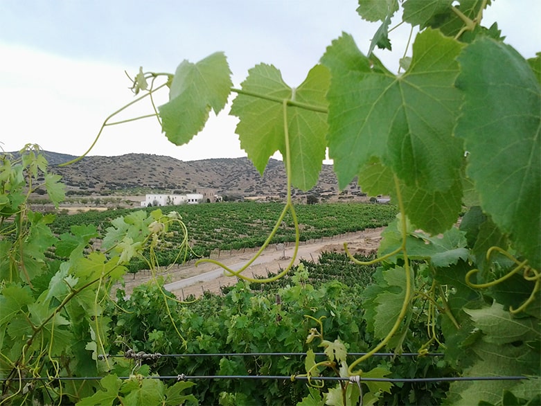 Bodegas Méndez Moya