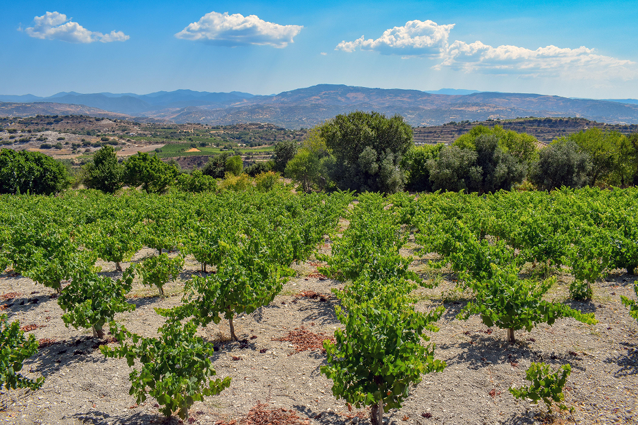 Bodegas Pedro García