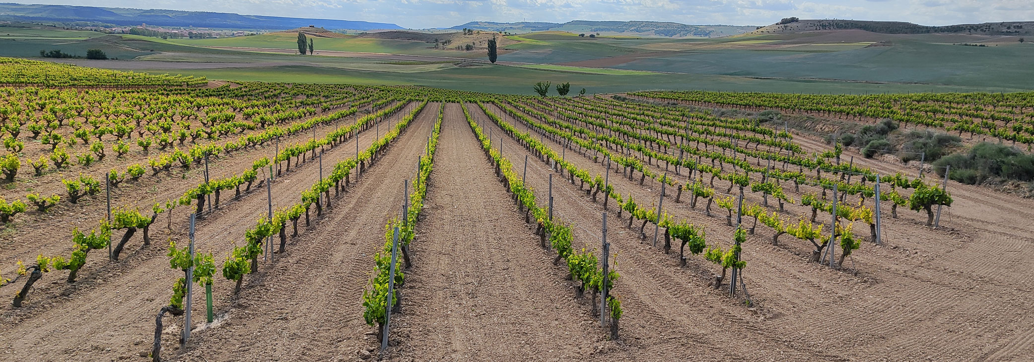 Bodega Ascension Repiso Bocos, S.L.