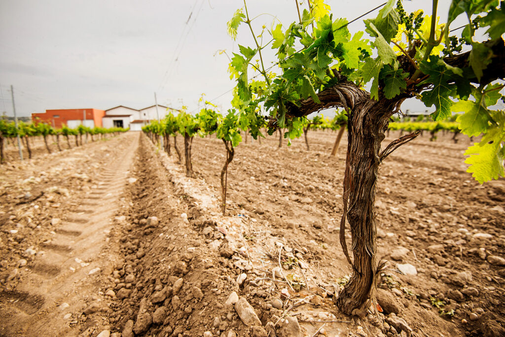 Bodegas de los Ríos Prieto, S.L.