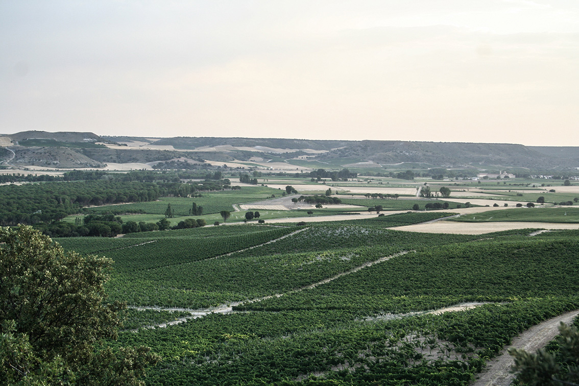 Bodegas Hacienda Monasterio, S.L.