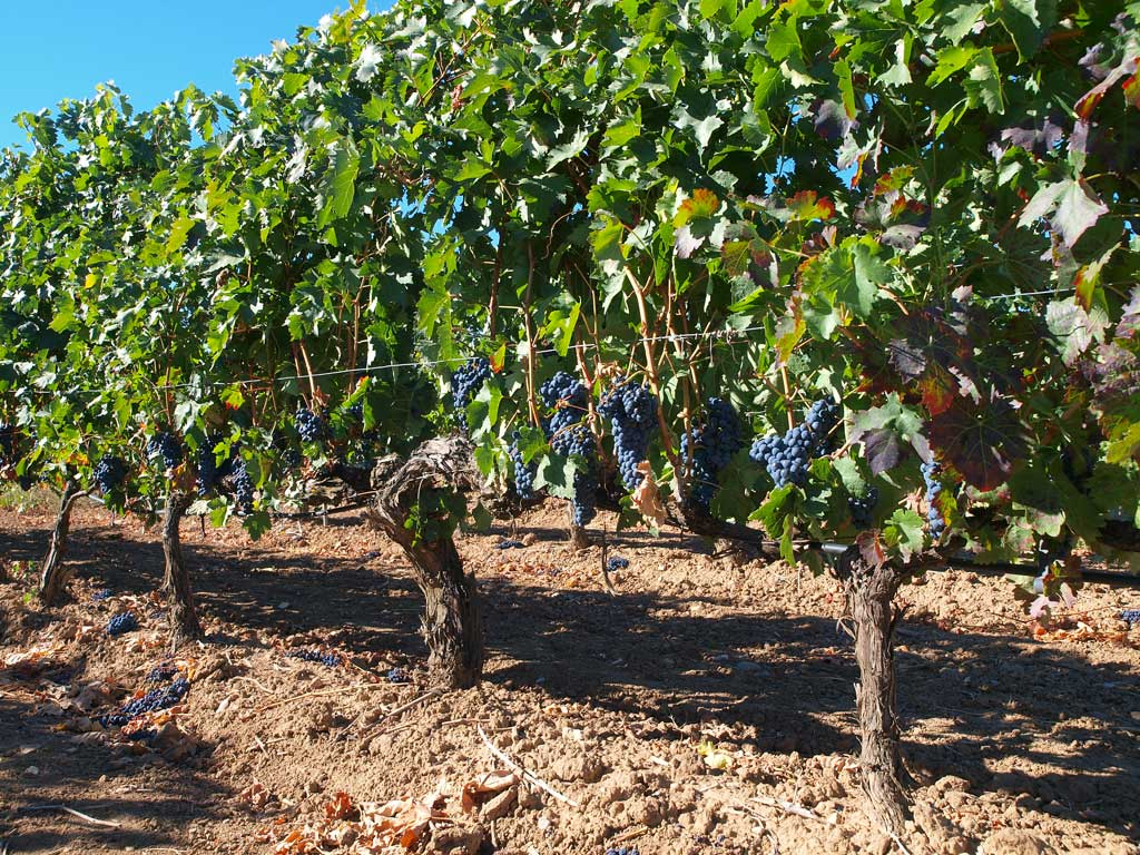 Bodegas la Cepa Alta, S.L.