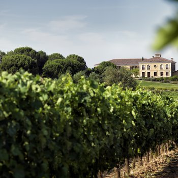 Viñedos y Bodegas Áster, S.L.