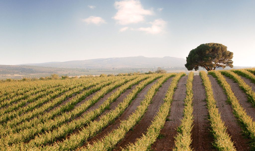 Bodega Ecovitis