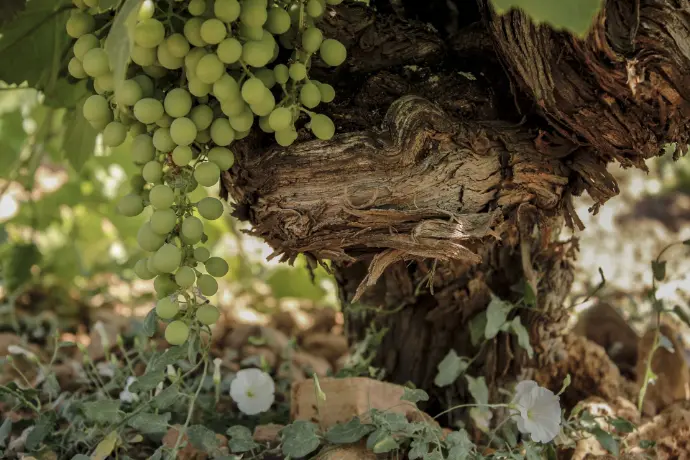 Bodegas Romero de Ávila Salcedo