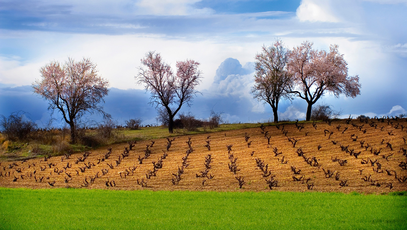 Bodegas y Viñedos Neo, S.L.