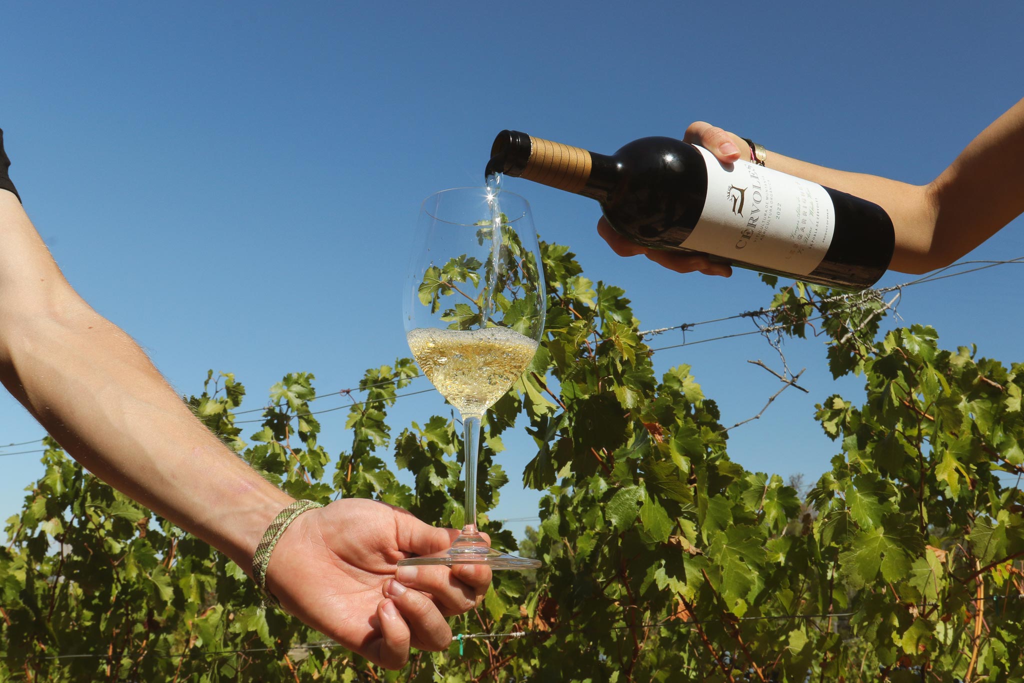 Cérvoles Celler