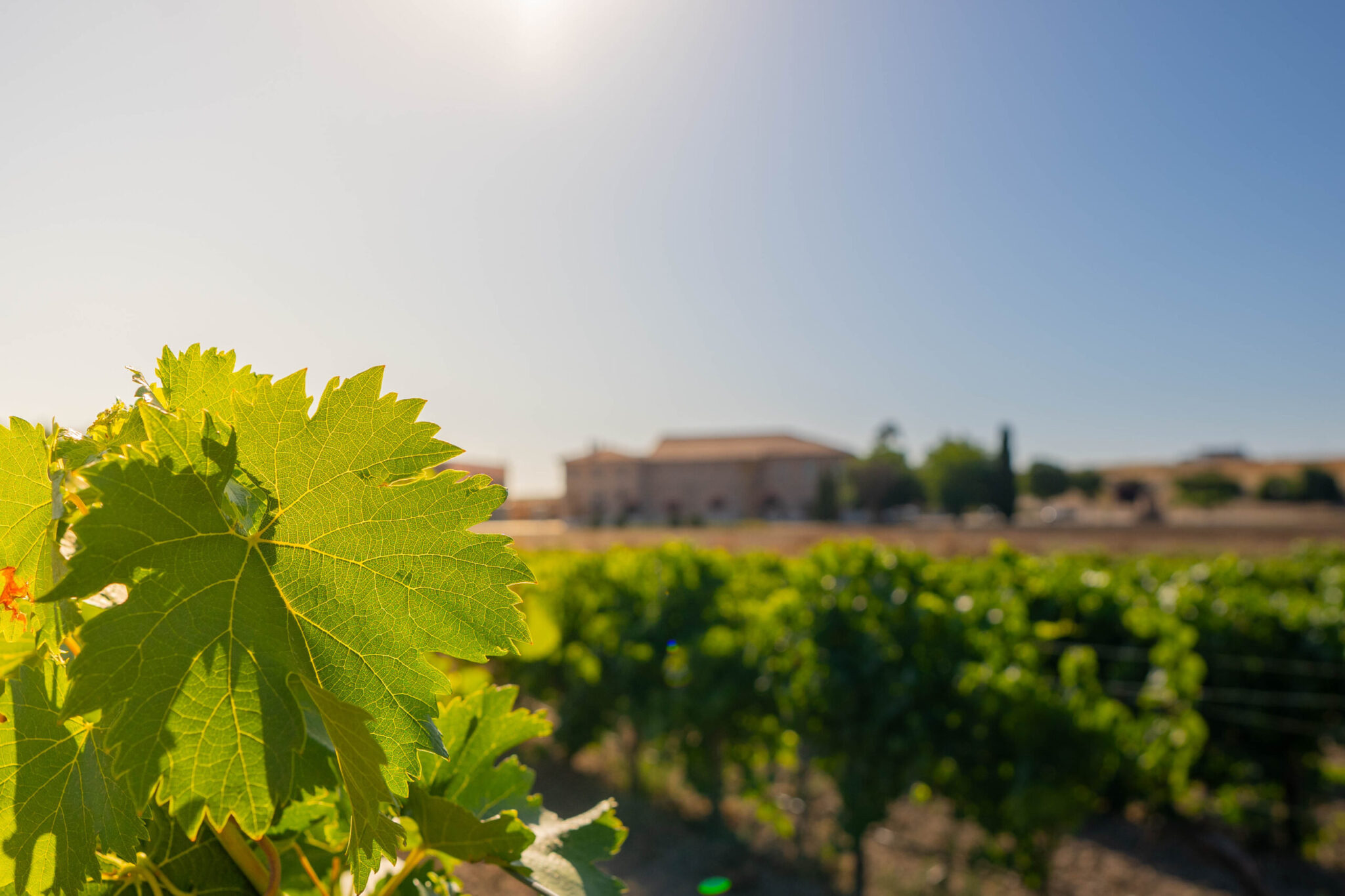 Bodegas Castelo de Medina