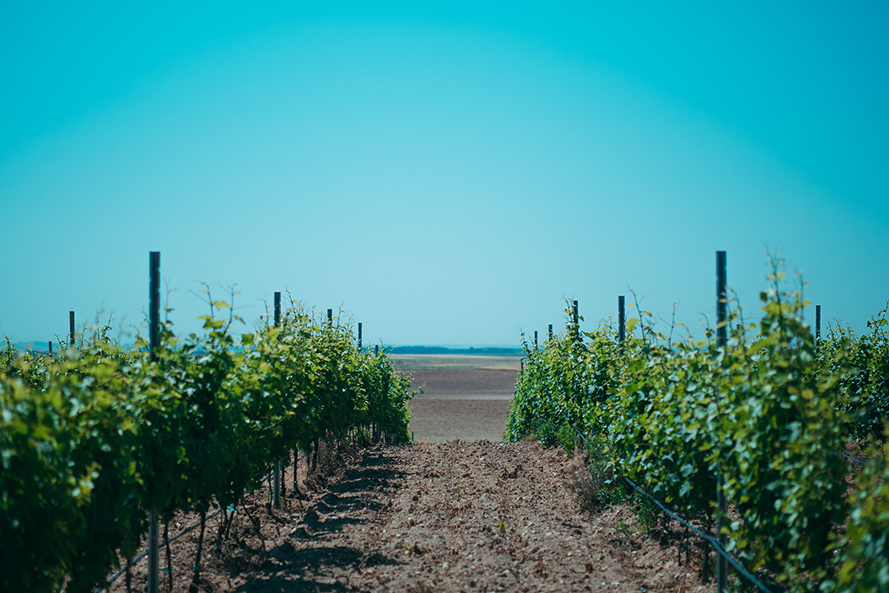 Bodegas Pita