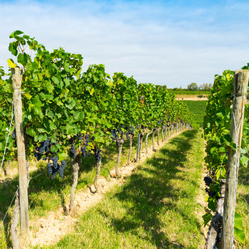Bodegas Berberana