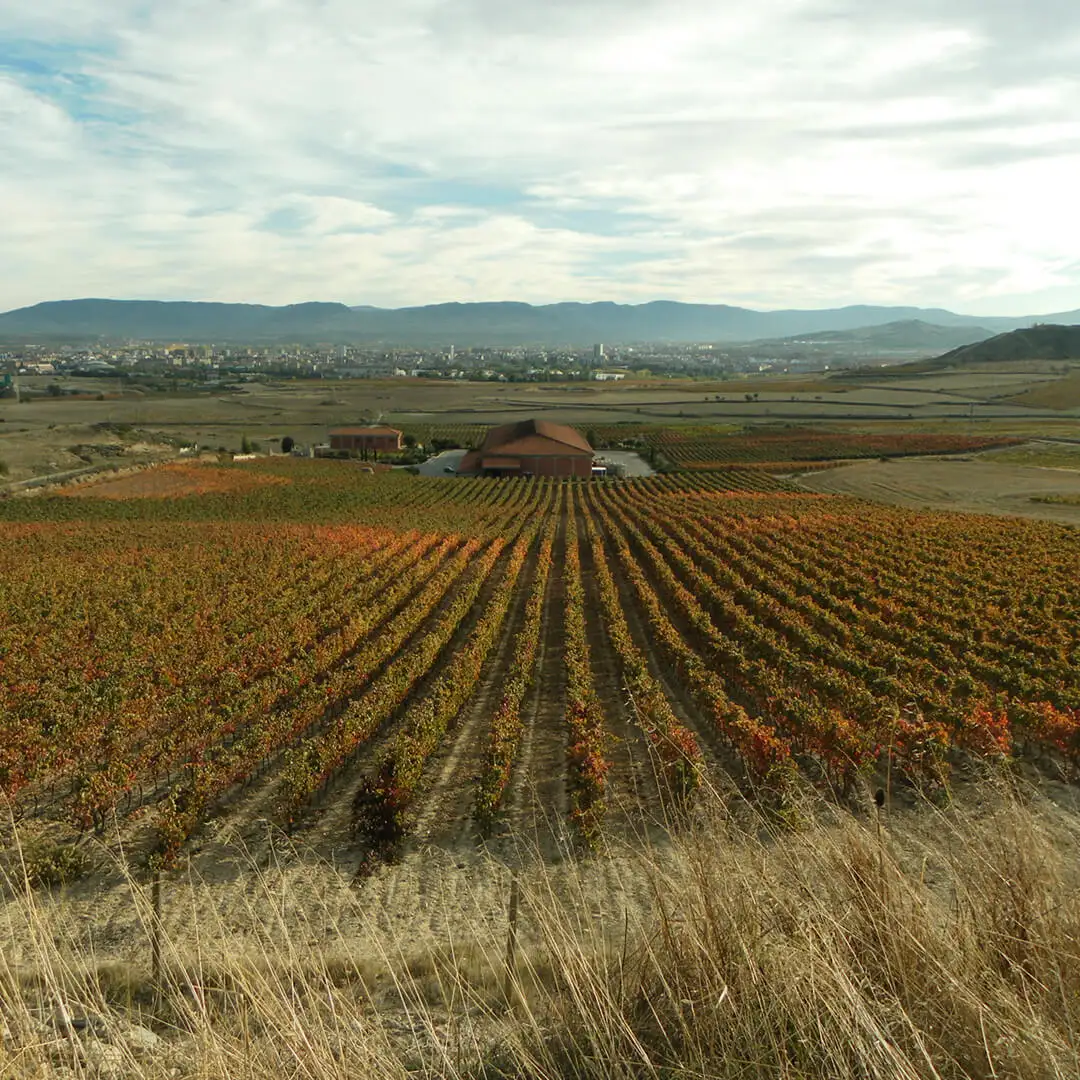 Bodegas Máximo
