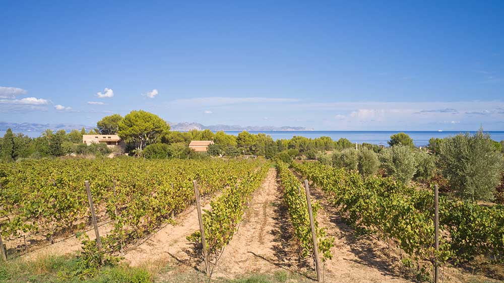 Bodega Conde de Suyrot