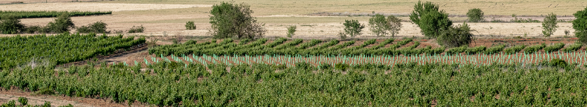 Bodega Cooperativa Cigales