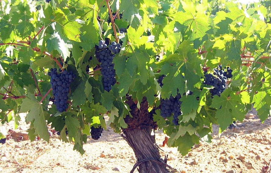 Bodega Divina Proporción
