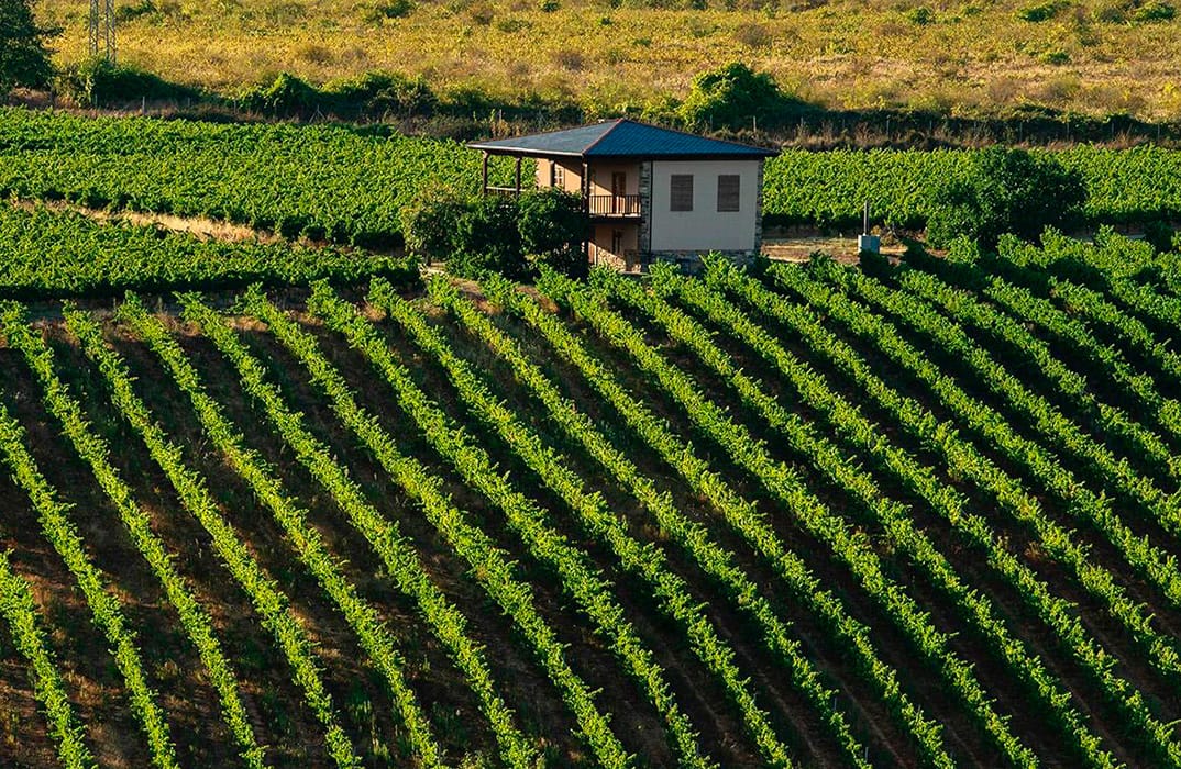 Bodega Tenoira Gayoso