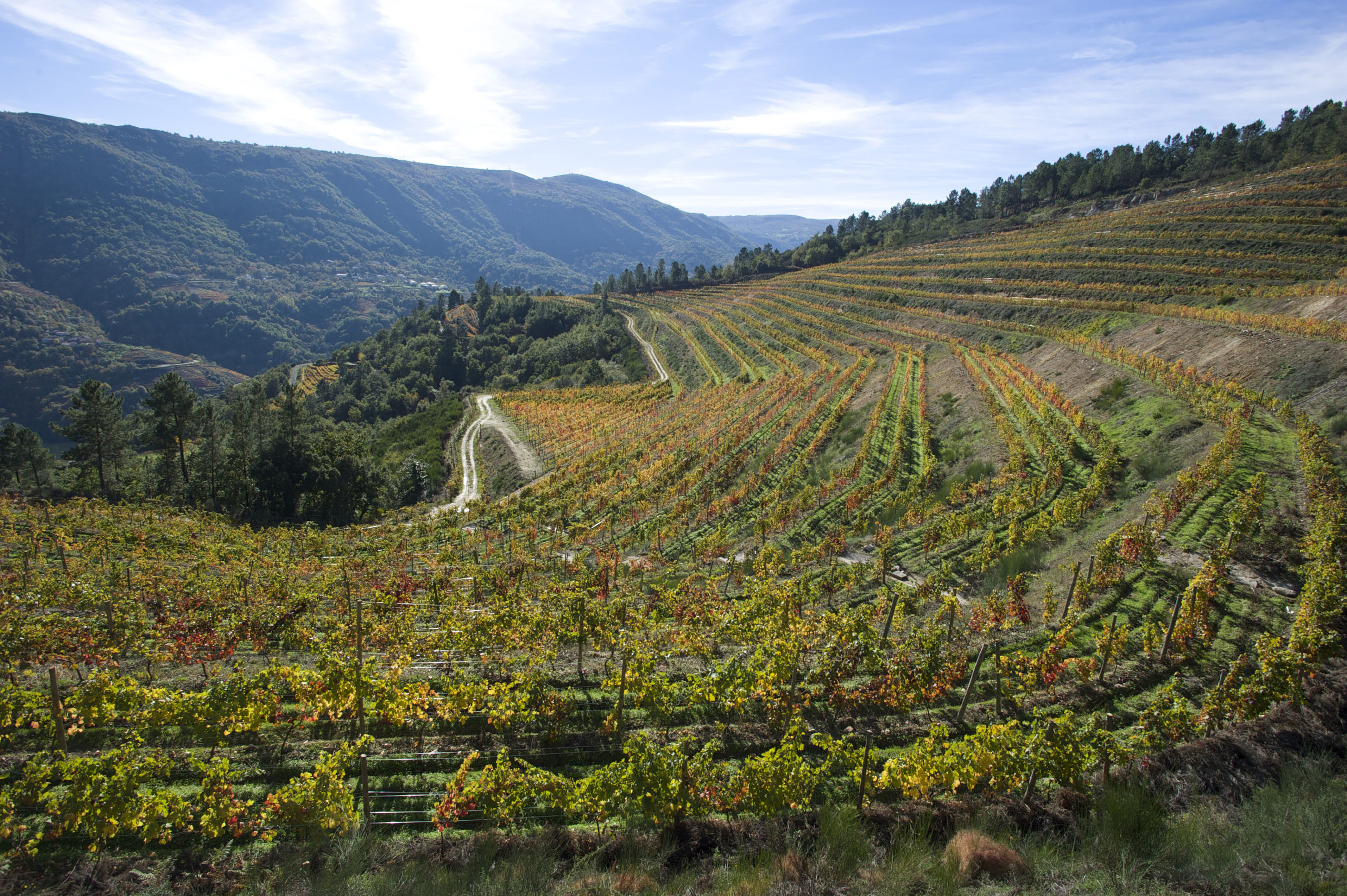 Vinos & Bodegas Gallegas