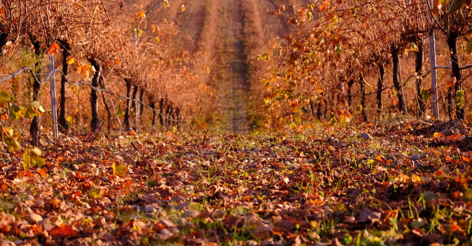 Bodegas Pedro Escudero, S.L.