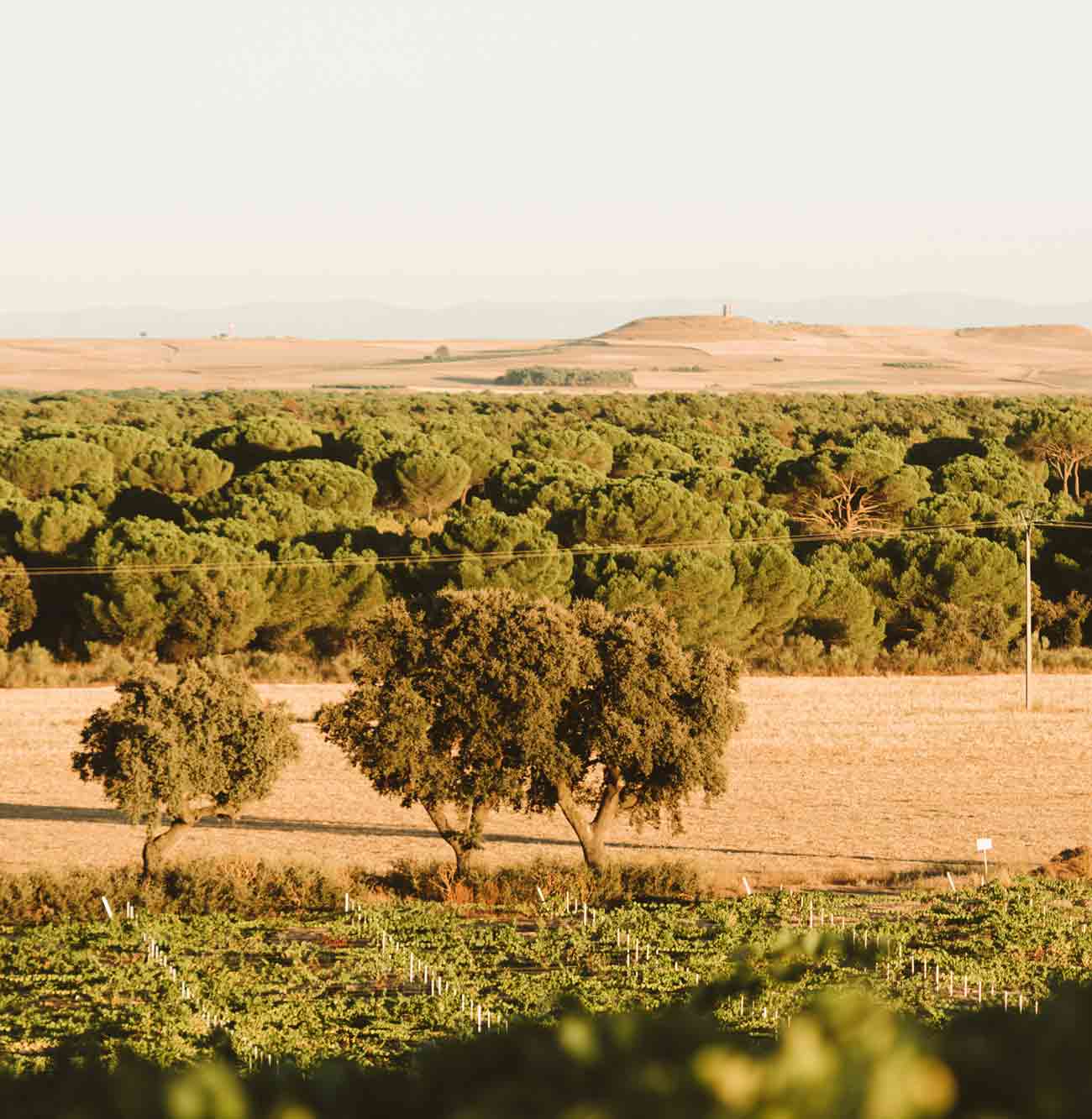 Bodegas Nidia