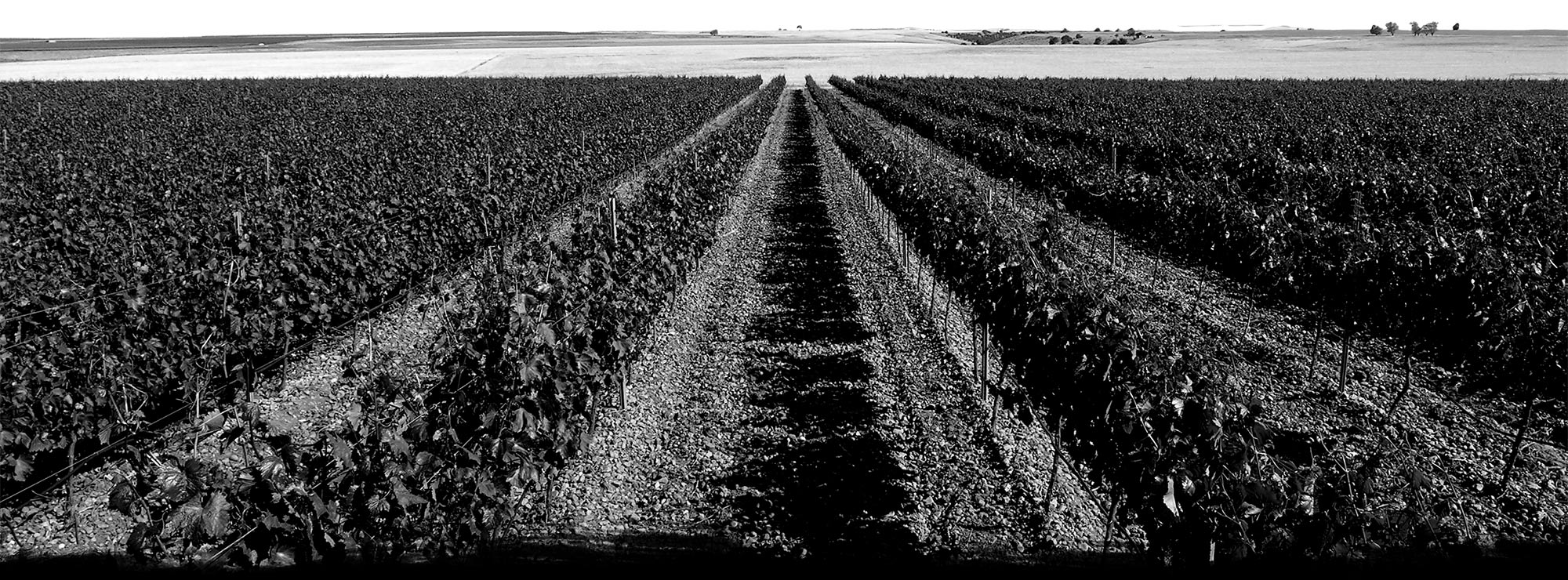 Bodegas y Viñedos Ángel Lorenzo Cachazo, S.L.