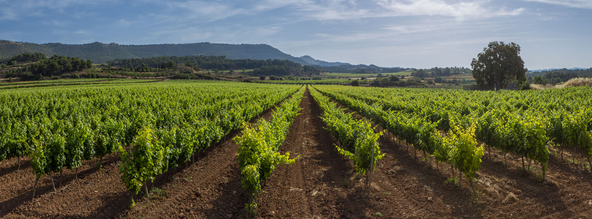 Bodega Sanstravé