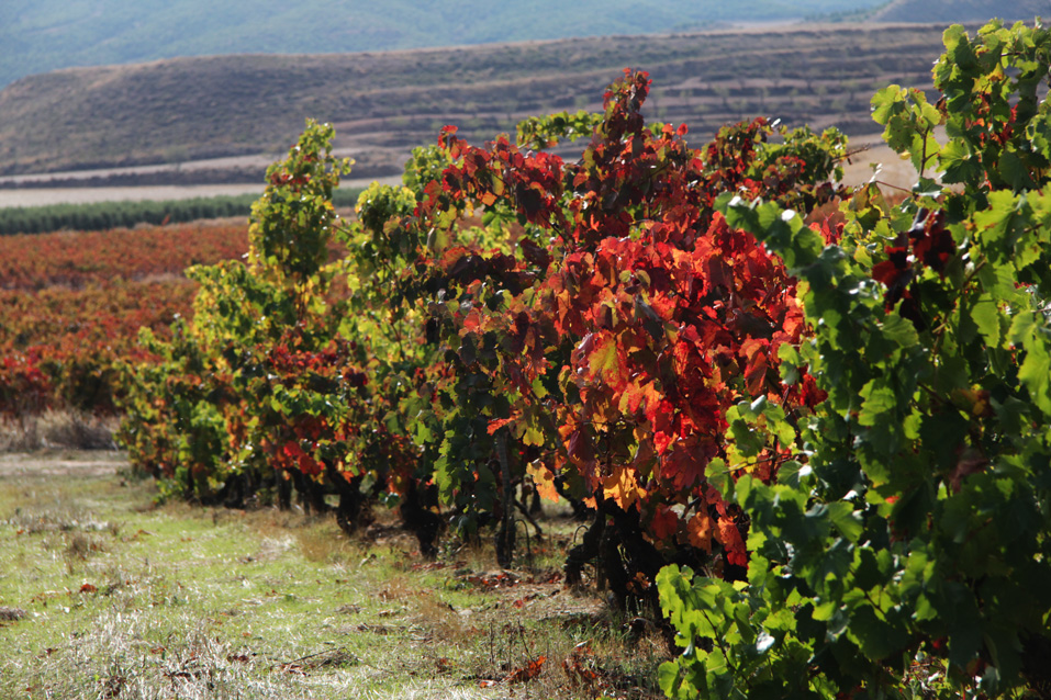 Bodegas Escudero