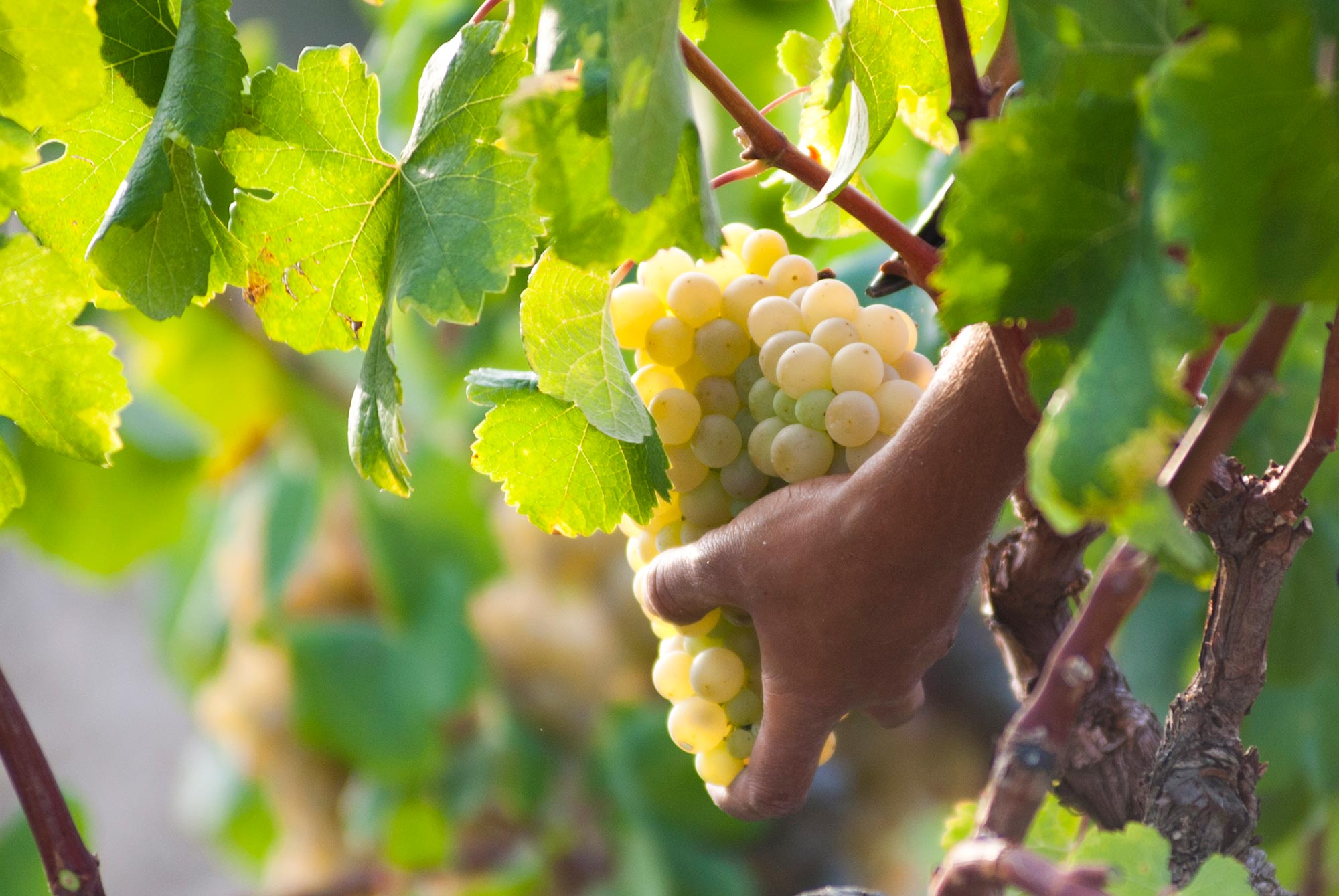 Oliver Viticultors