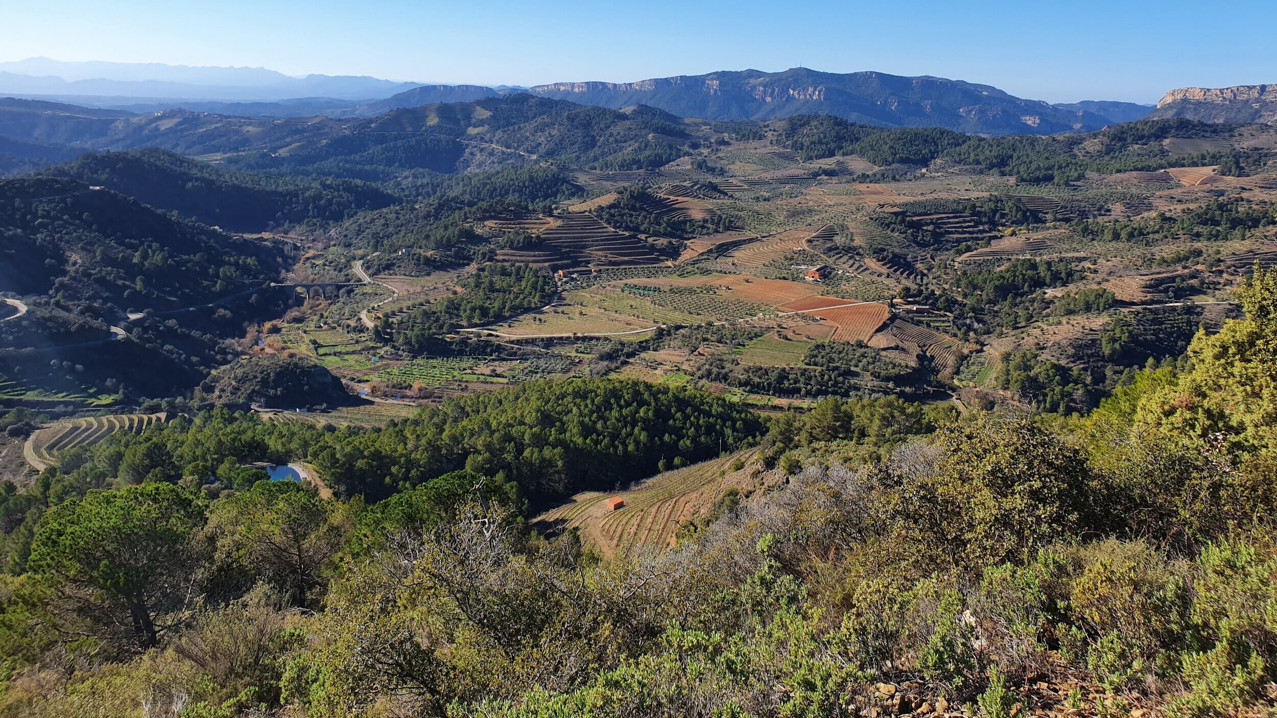 Bodega Bravo Escós