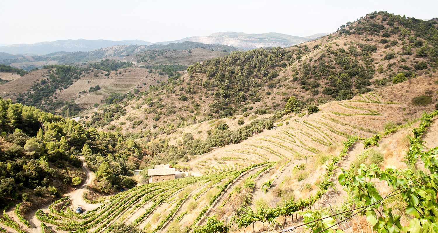 Celler Hidalgo Albert