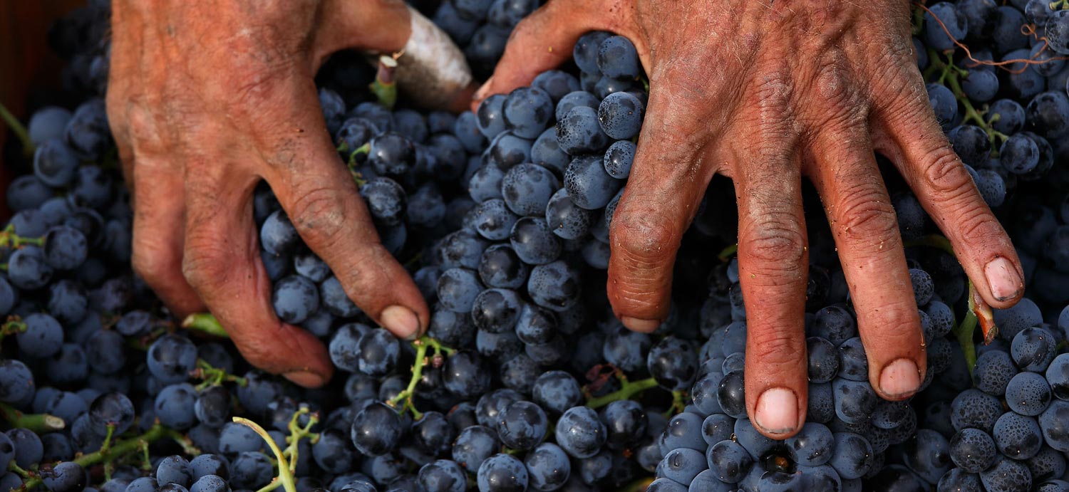Viñas del Montsant