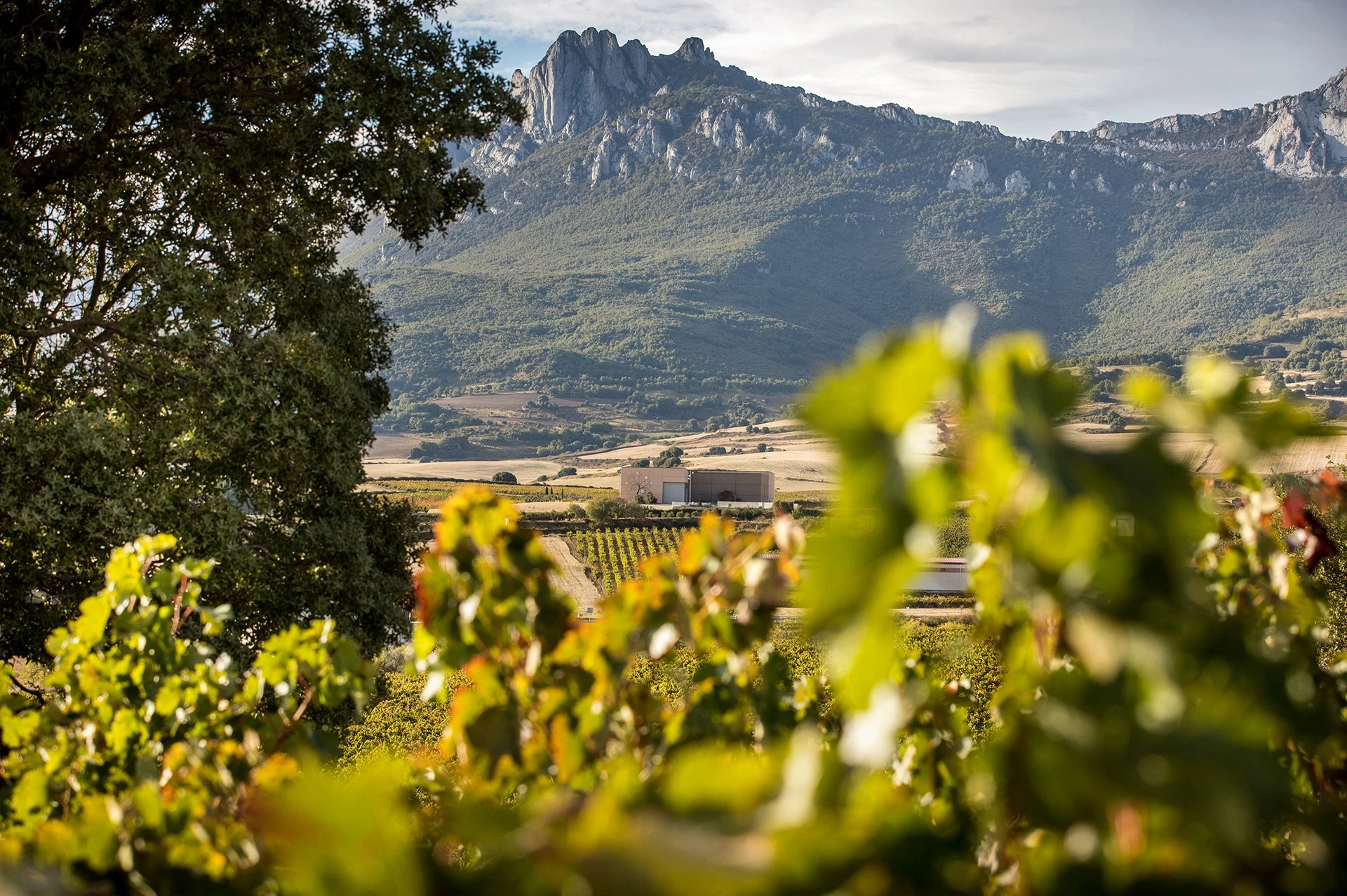 Altos de Rioja