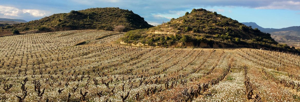 Berarte Viñedos y Bodegas S.L.