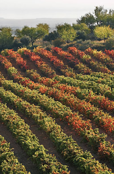 Bodegas Marqués de Reinosa