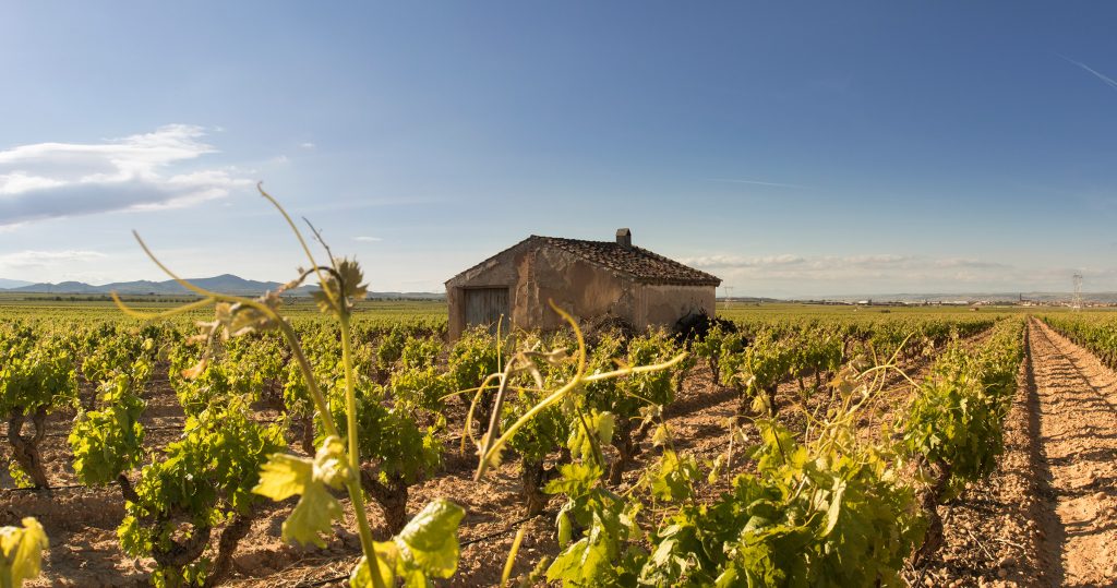 Viñedos de Alfaro S.A.