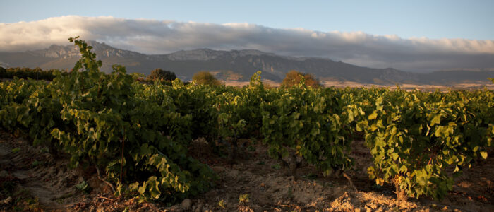 Bodegas 1808