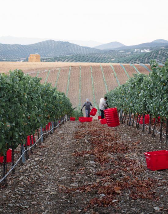 Bodegas Campoameno