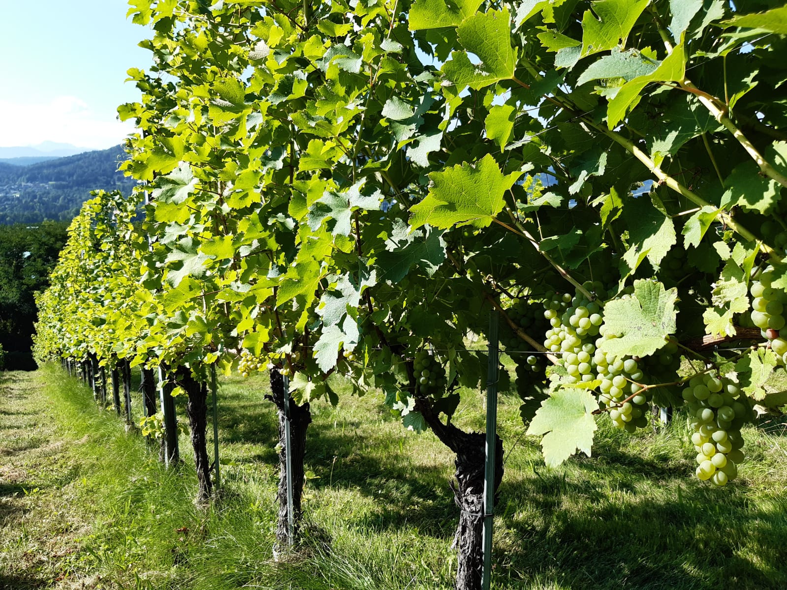 Weinwerkstatt Klagenfurt