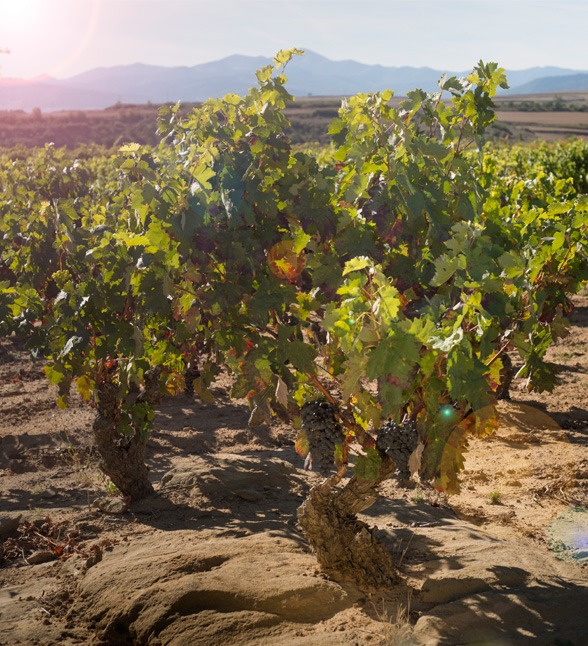 Bodegas Tarón