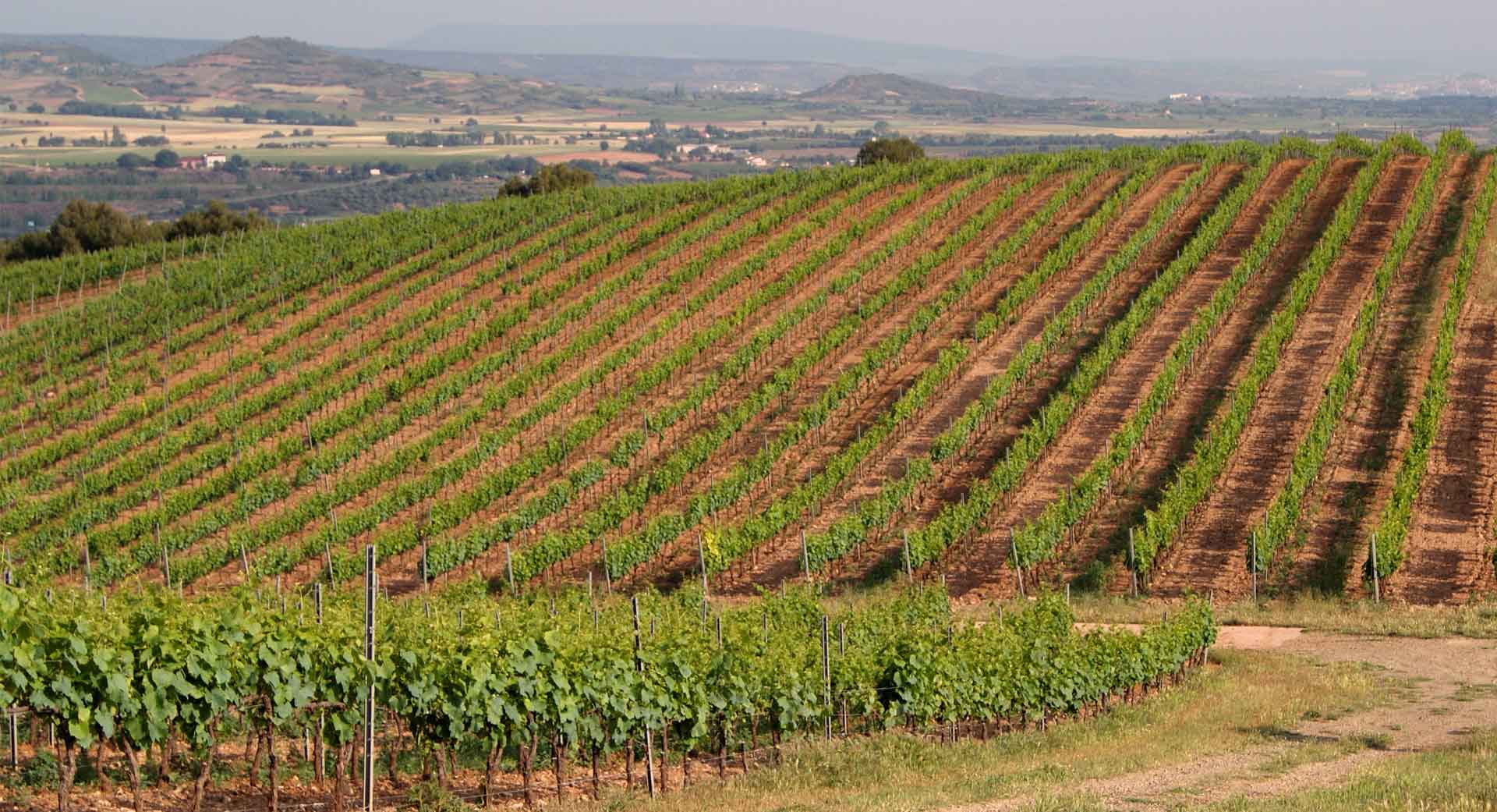Bodegas Proelio, S.L.