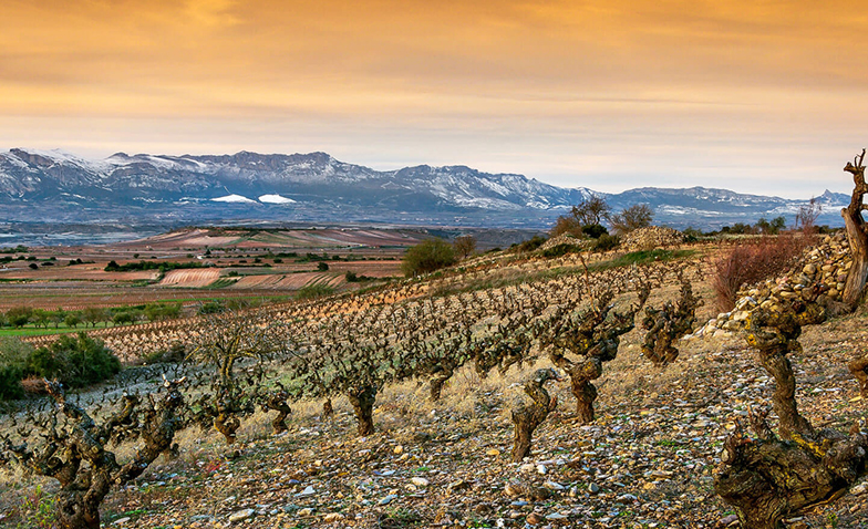 ZINIO Bodegas