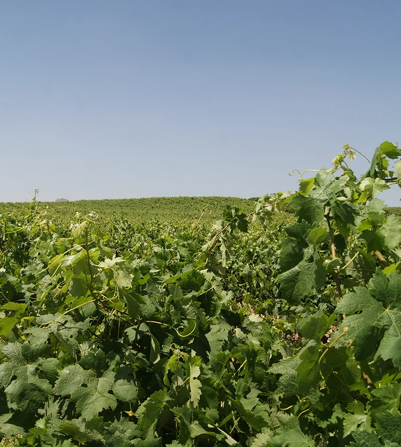 Bodegas Alore