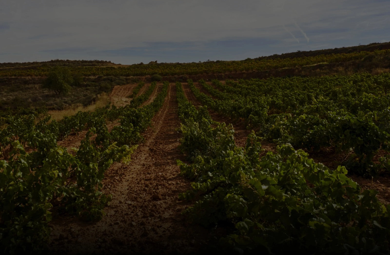 Bodegas Vinícola Real 200 Monges