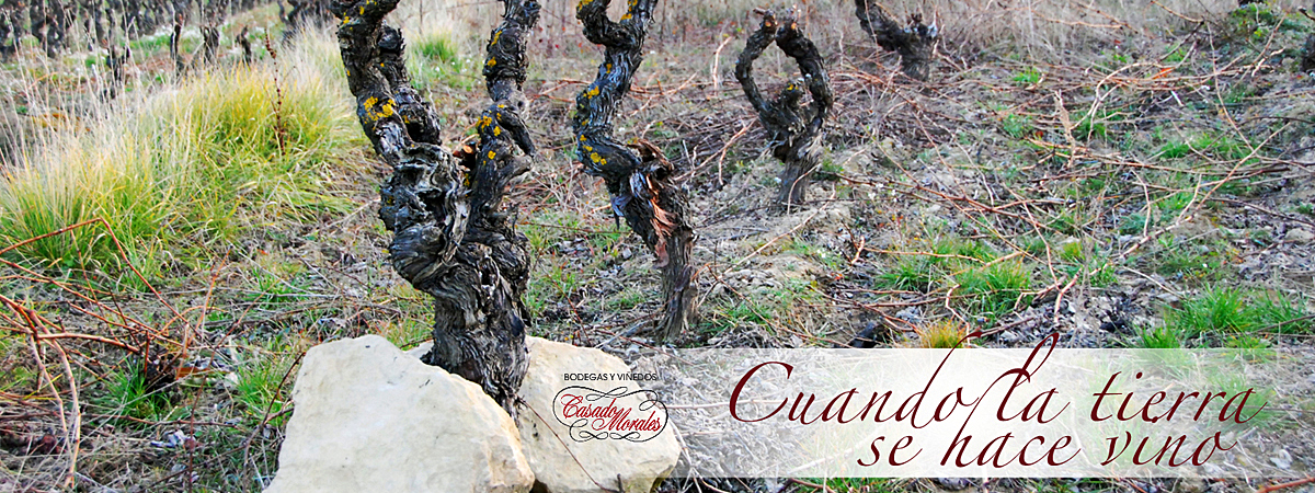 Bodegas y Viñedos Casado Morales